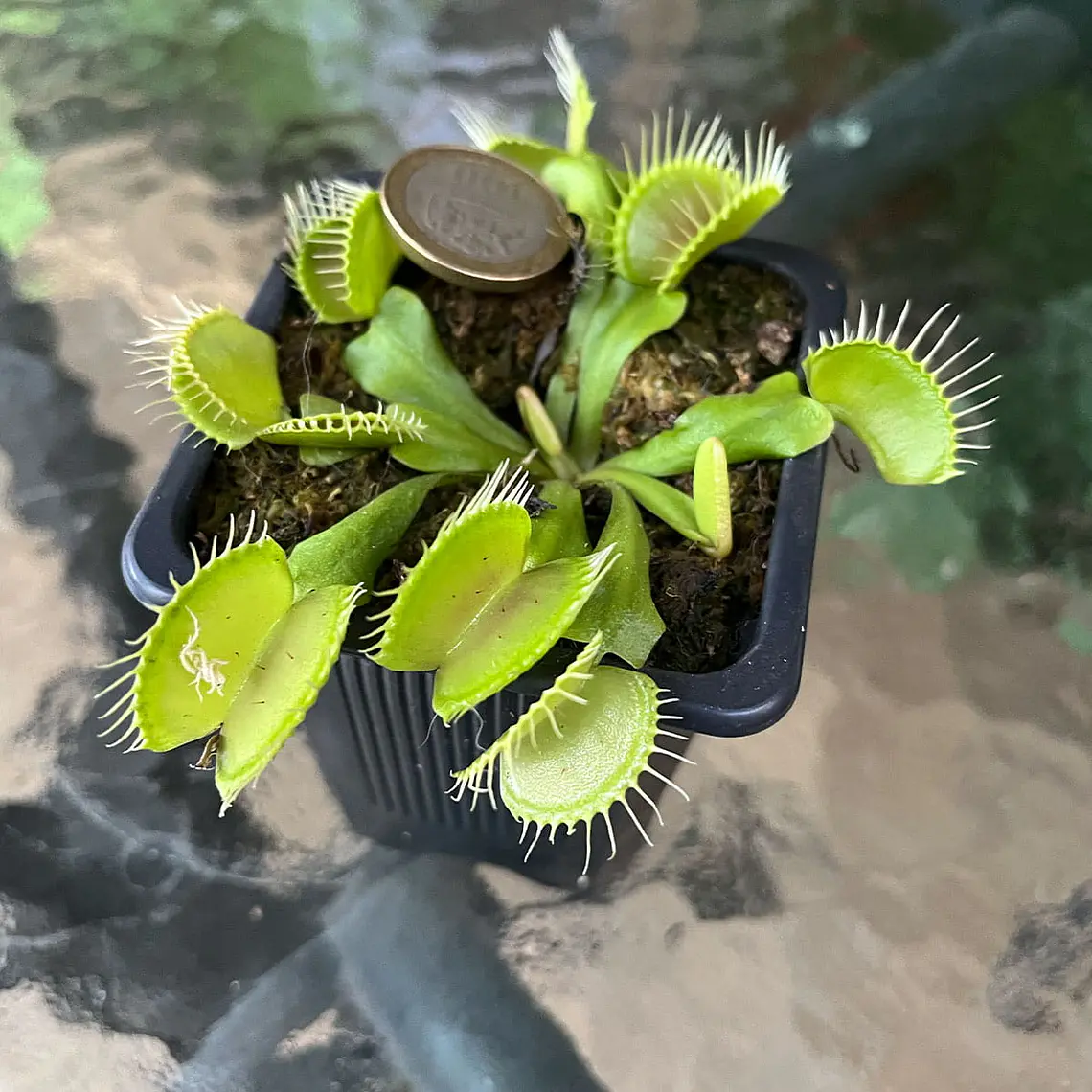 Kit científico Planta Carnívora - Regalo Original 3