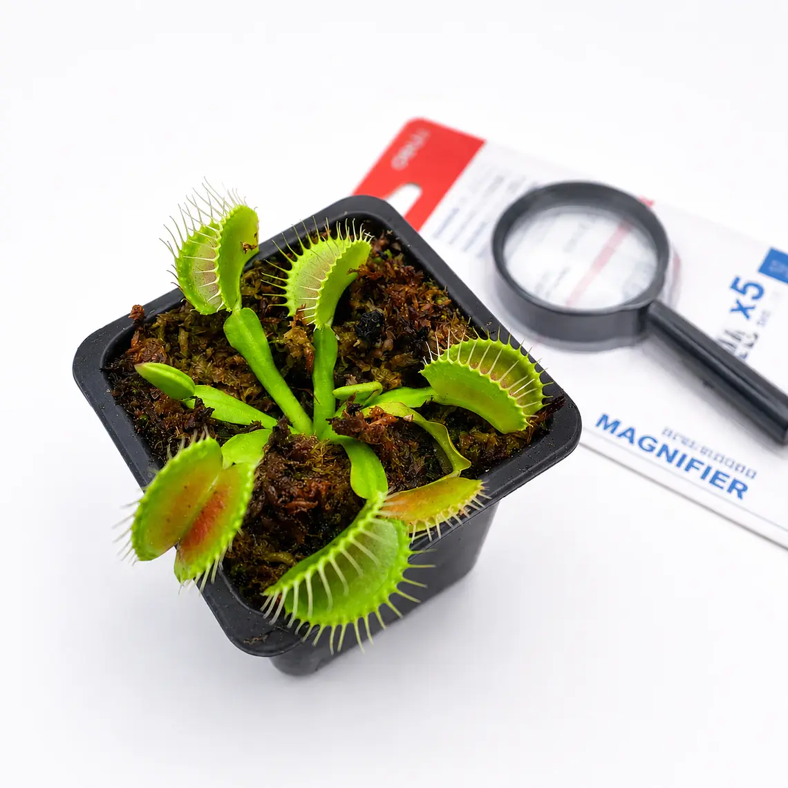 Kit científico Planta Carnívora - Regalo Original 4