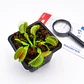 Kit científico Planta Carnívora - Regalo Original - Miniatura 4