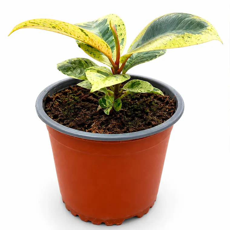 Gomero Shivereana (Ficus Elastica Shivereana) 1