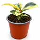 Gomero Shivereana (Ficus Elastica Shivereana) - Miniatura 1