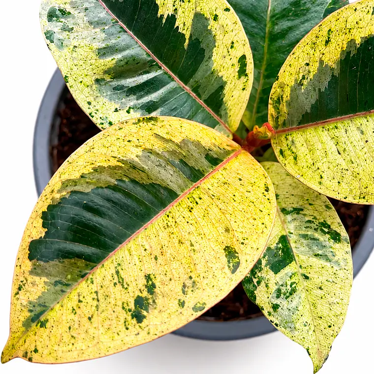 Gomero Shivereana (Ficus Elastica Shivereana) 2