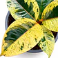 Gomero Shivereana (Ficus Elastica Shivereana) - Miniatura 2