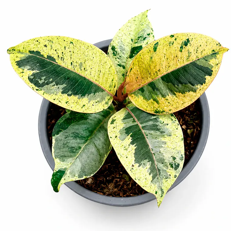 Gomero Shivereana (Ficus Elastica Shivereana) 4