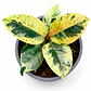 Gomero Shivereana (Ficus Elastica Shivereana) - Miniatura 4