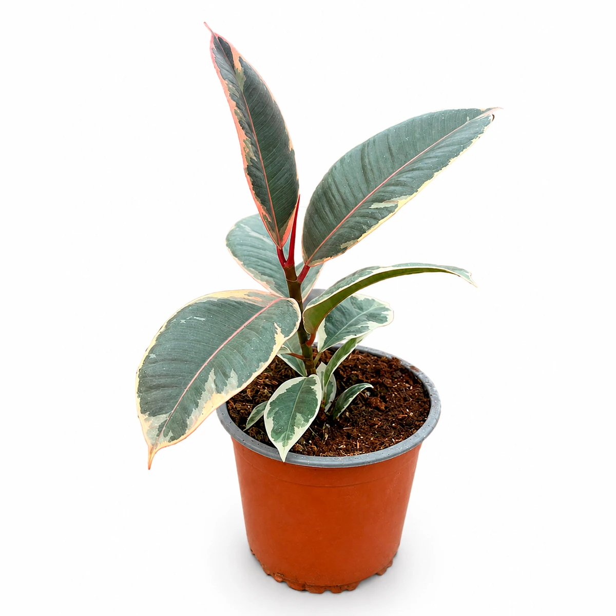 Ficus elastica ó gomero