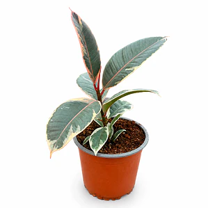 Gomero Doescheri (Ficus Elastica Doescheri)