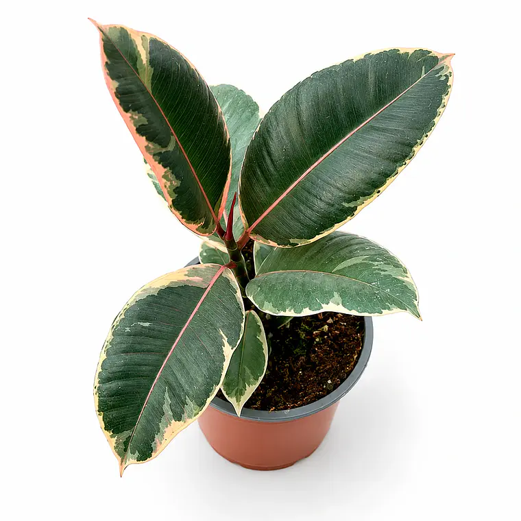 Gomero Doescheri (Ficus Elastica Doescheri) 2