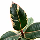 Gomero Doescheri (Ficus Elastica Doescheri) - Miniatura 4