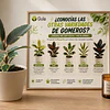 Gomeros o Ficus Elástica: Plantas de Interior Resistentes, Elegantes y Fáciles de Cuidar