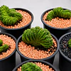 Cactus Cerebro (Echinopsis pachanoi crestado): guía completa de cuidados, precio y cultivo en Chile