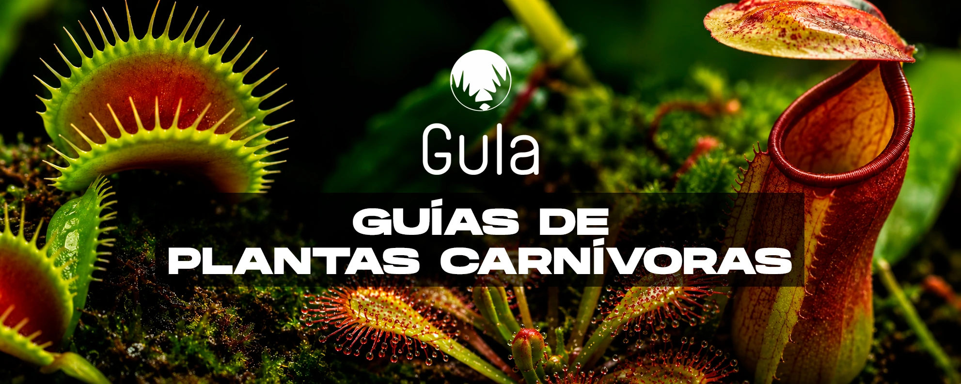 Guías de Plantas Carnívoras | Gula