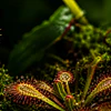 Venus Atrapamoscas (Dionaea muscipula): La guía completa para conocer esta increíble planta carnívora