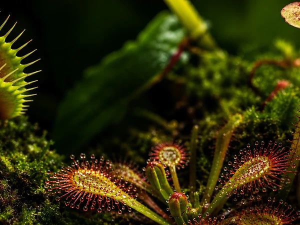 Venus Atrapamoscas (Dionaea muscipula): La guía completa para conocer esta increíble planta carnívora