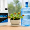 ¿Qué agua usar para una Venus atrapamoscas? Guía completa para cultivarla correctamente en Chile