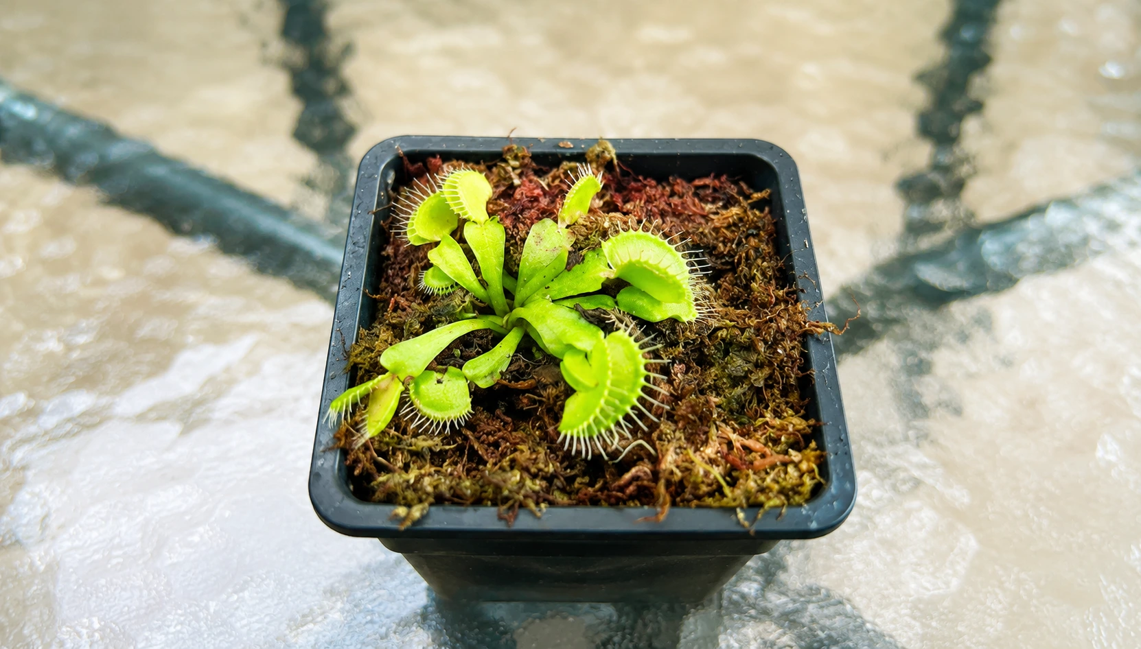 ¿Qué plantas carnívoras comprar en Chile? Guía para elegir la mejor especie