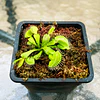 ¿Qué plantas carnívoras comprar en Chile? Guía para elegir la mejor especie