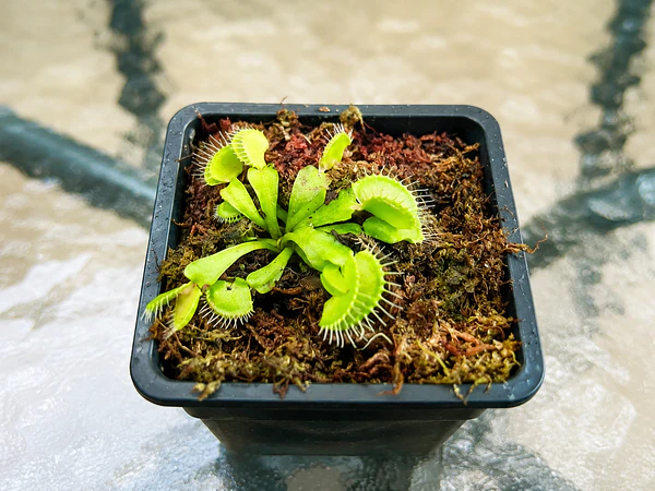 ¿Qué plantas carnívoras comprar en Chile? Guía para elegir la mejor especie