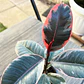 Gomero Tineke (Ficus Elastica Tineke) - Miniatura 1
