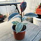 Gomero Tineke (Ficus Elastica Tineke) - Miniatura 3