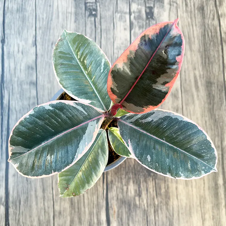 Gomero Tineke (Ficus Elastica Tineke) 4