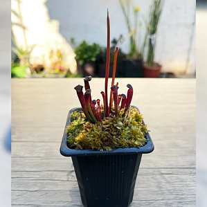 Sarracenia alata Giant Veined