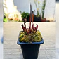 Sarracenia alata Giant Veined - Miniatura 1
