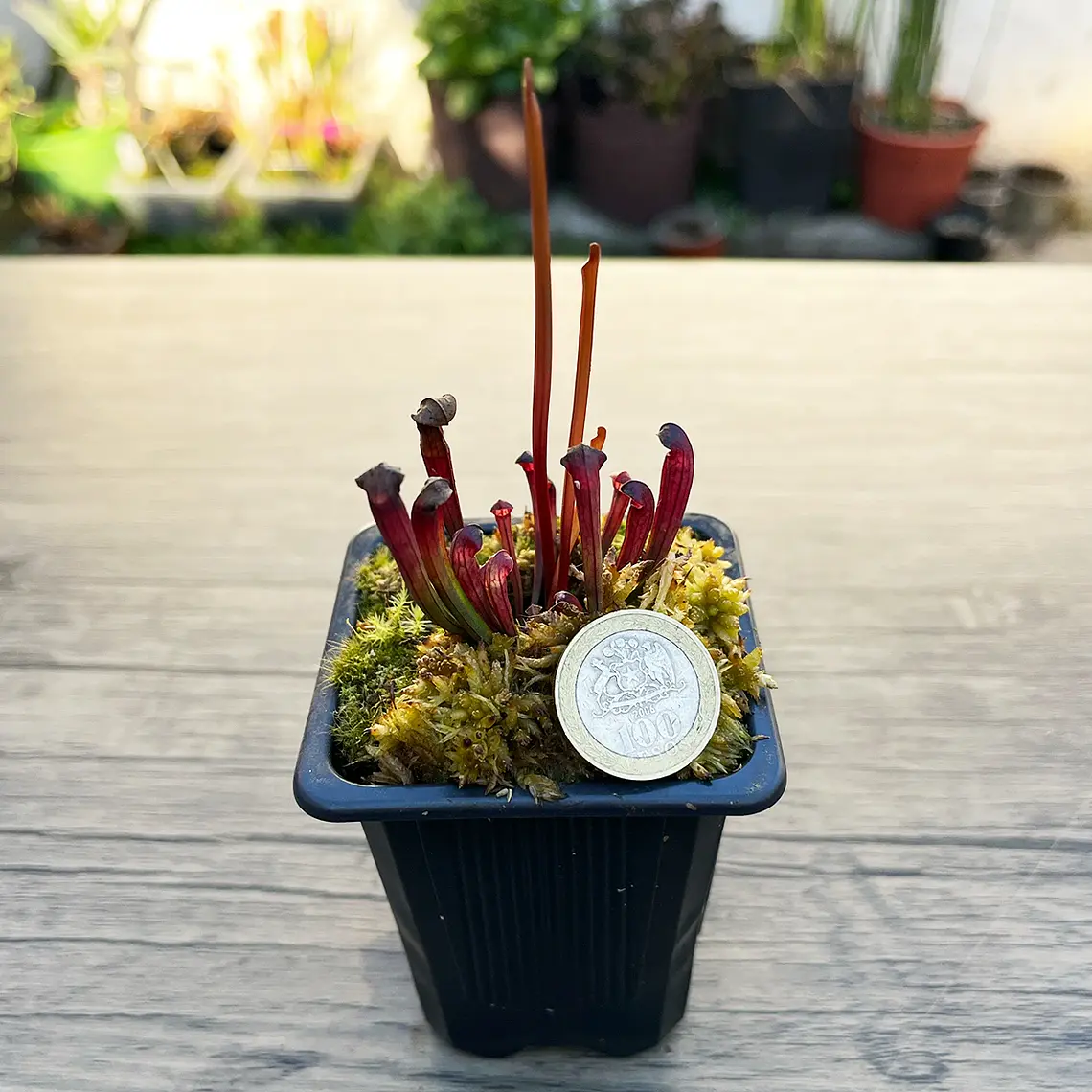 Sarracenia alata Giant Veined 2