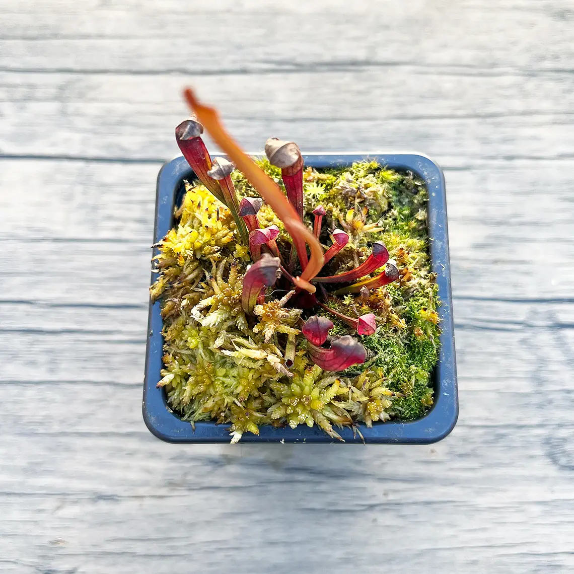 Sarracenia alata Giant Veined 3