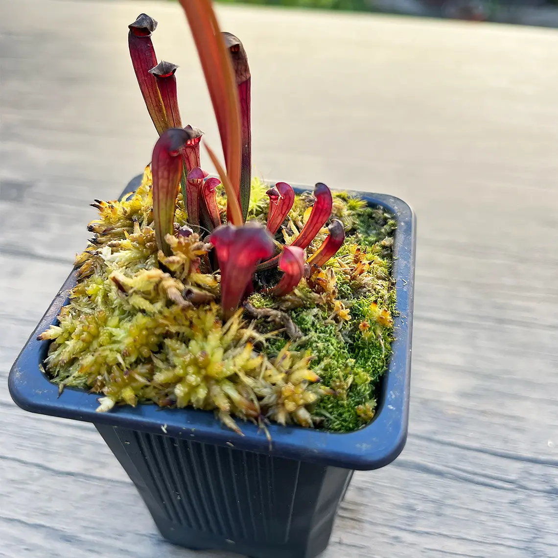 Sarracenia alata Giant Veined 4
