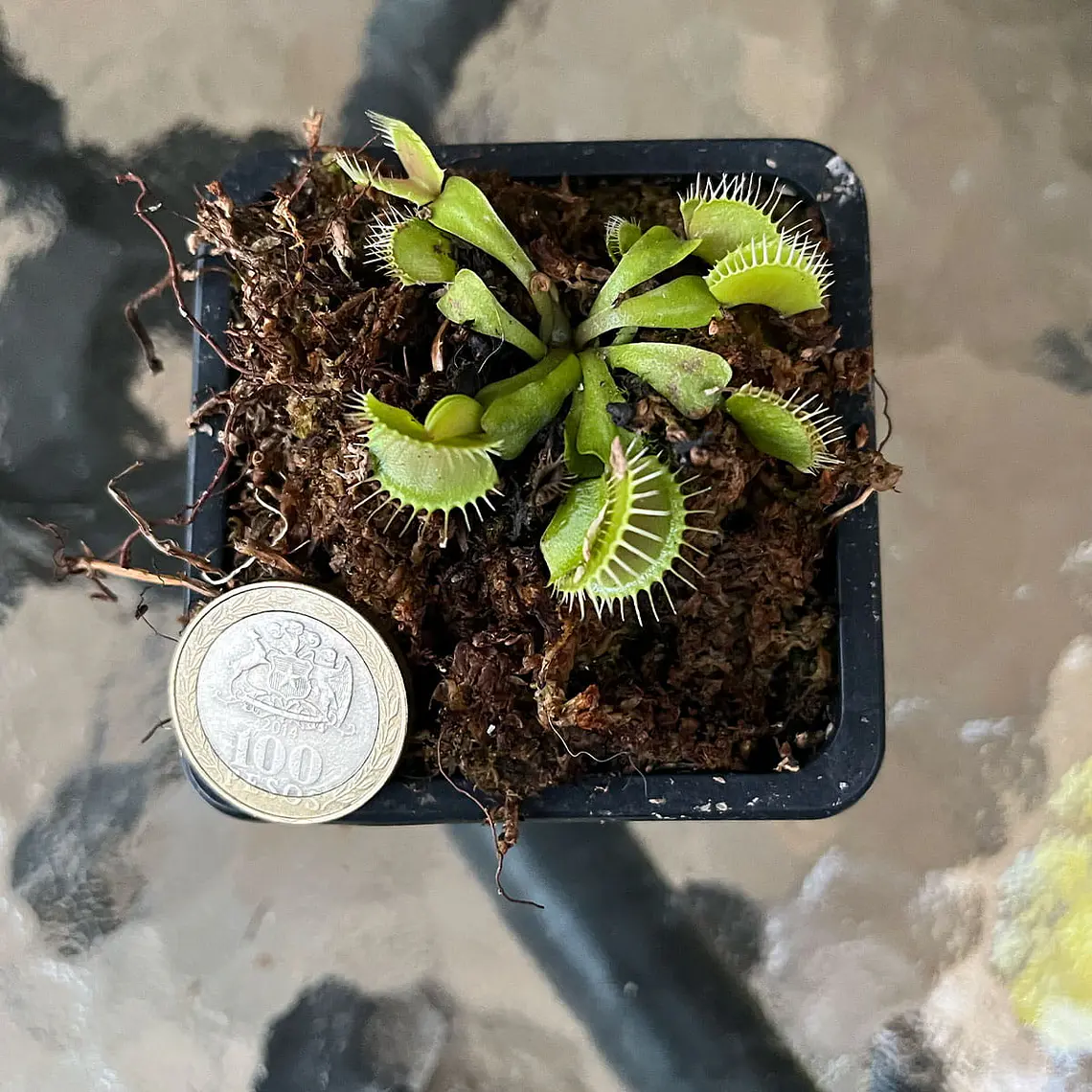 Pack Plantas Carnívoras | Venus, Drosera y Sarracenia 2