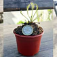Pack Plantas Carnívoras | Venus, Drosera y Sarracenia - Miniatura 3