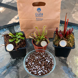 Pack Plantas Carnívoras | Venus, Drosera y Sarracenia