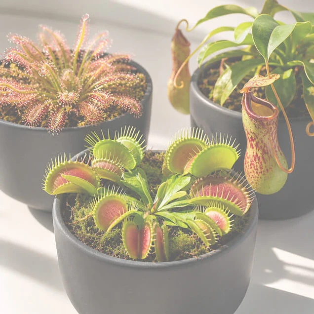 plantas carnívoras