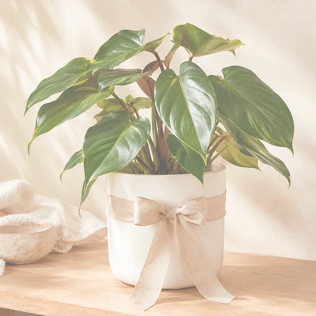 plantas para regalar