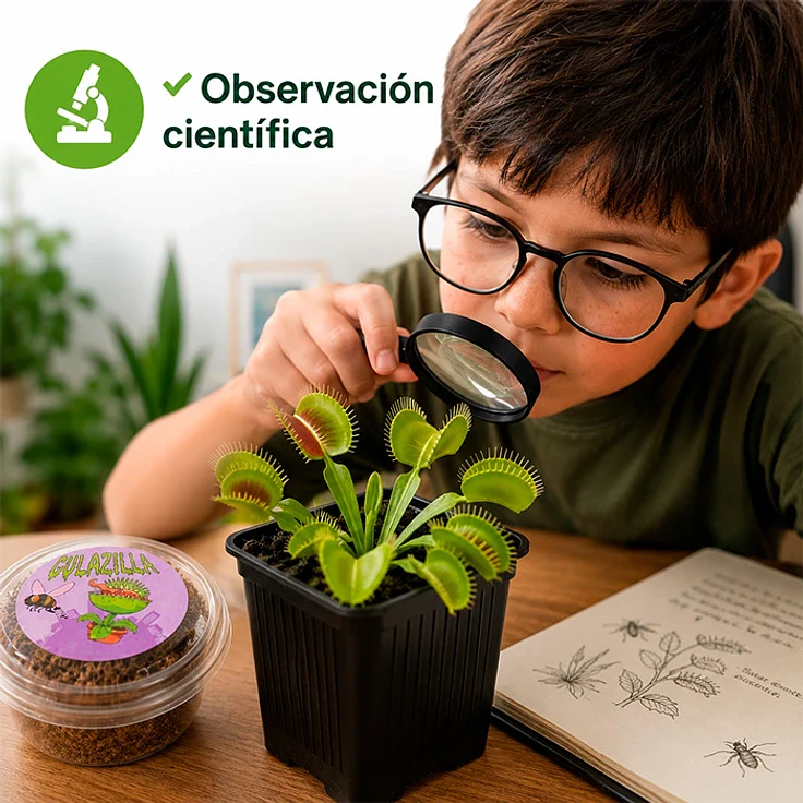 observación