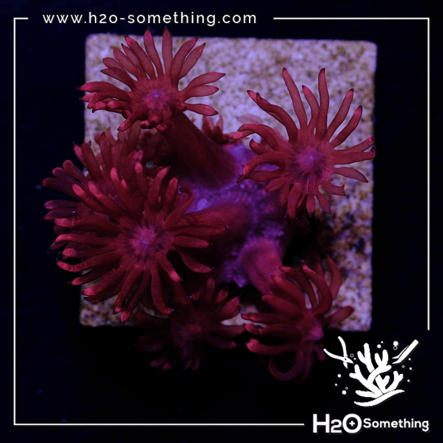 Goniopora H2O Red