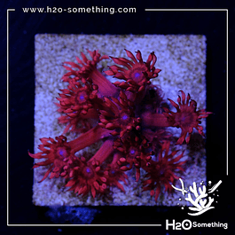 Goniopora H2O Red