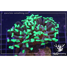 Euphyllia parancora H2O Hybrid 