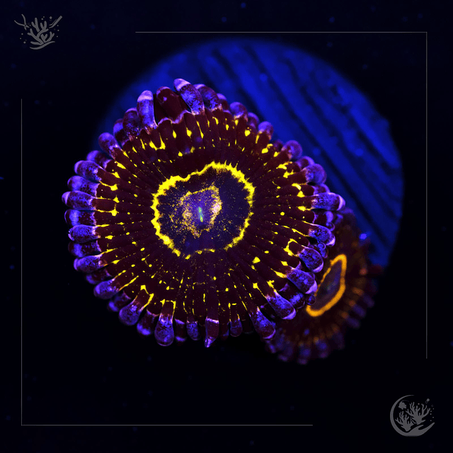 Zoanthus Stratosphere - 2 Polyp