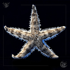 Sand Sifting sea star ( Astropecten polycanthus)
