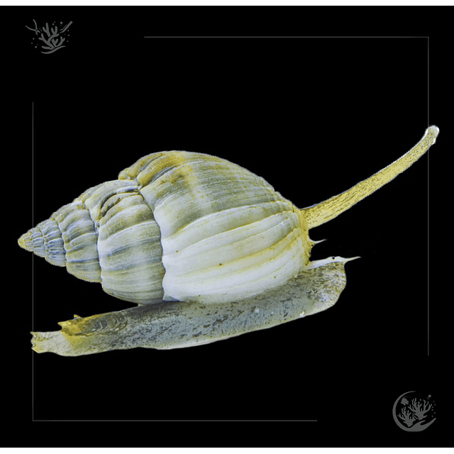Nassarius Snail ( Nassarius Sp.)