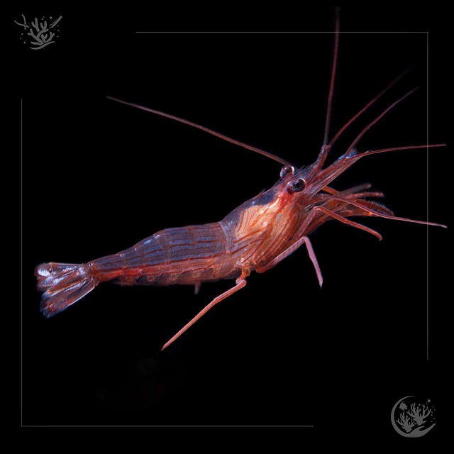 Aptasia cleaning shrimp (Lysmata seticaudata)