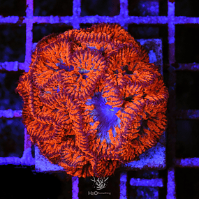 Neon coral 🧡😎 : r/RedditLaqueristas