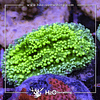 Hydnophora Ultra Green
