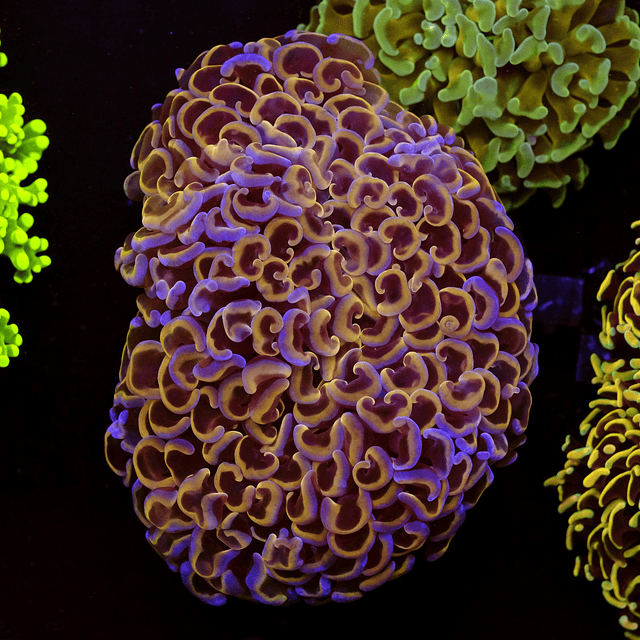 Euphyllia Ancora Grafted Pink and Gold