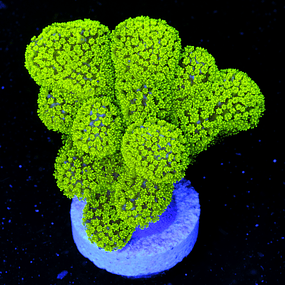 Stylophora Pistillata Green