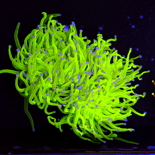Euphyllia Torch Pink Tips