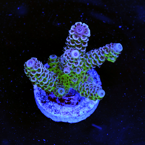 Millepora Bicolor Acropora 