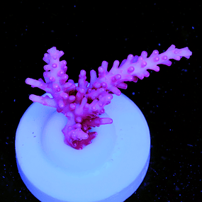 JF Red Dragon Acropora